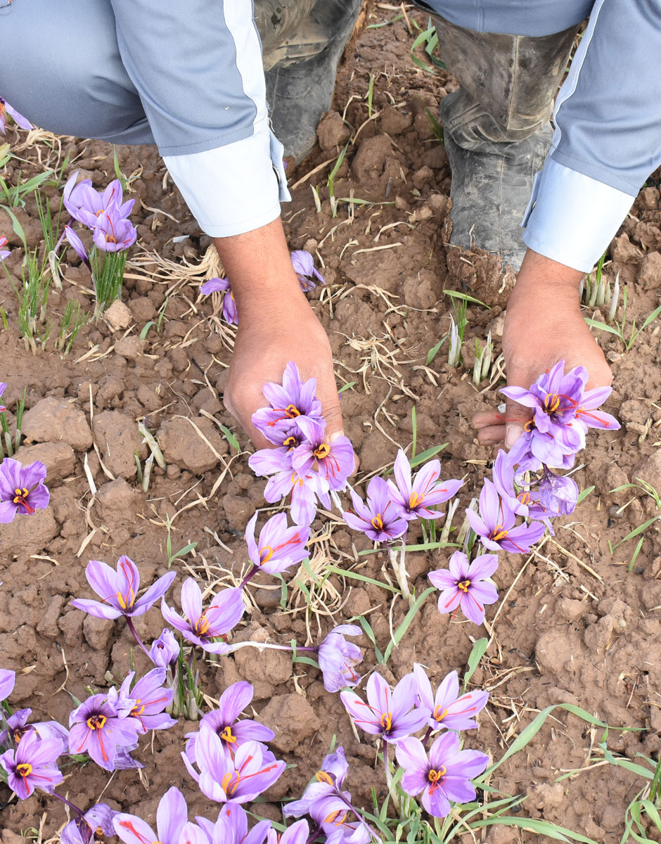 Premium quality saffron